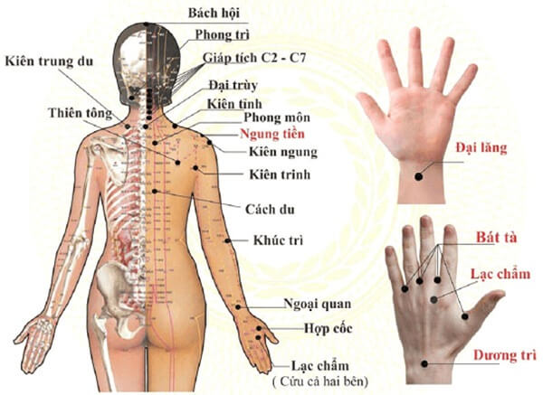 cac-huyet-o-lung-va-cach-tac-dong-giup-chua-benh