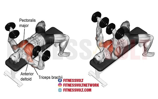 huong-dan-tap-dumbbell-bench-press